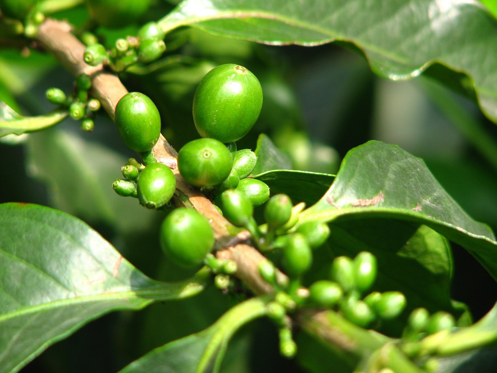 Arabica and Robusta coffee beans