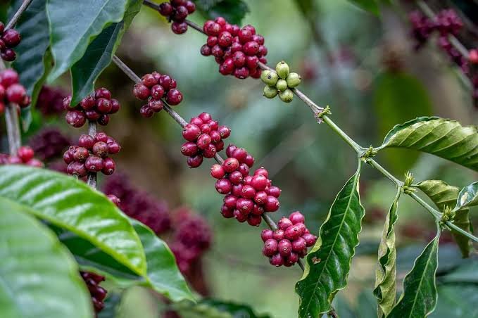 Premium Indian Coffee & Cardamom, Delivered to the World