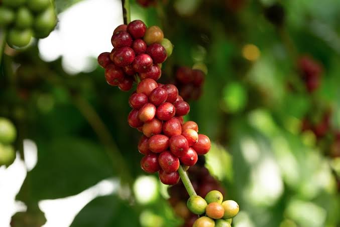 Robusta coffee